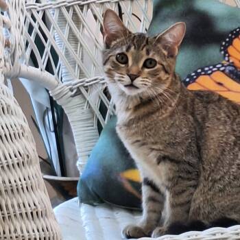 Rescue Domestic Short Hair Cats for Adoption in Brownsboro, Alabama - Tio | PetCurious