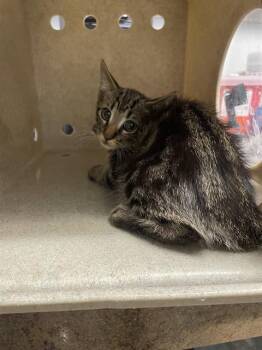ELM -  Domestic Short Hair Cat for Adoption in Tallahassee, Florida - ELM | PetCurious