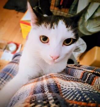 Domestic Short Hair Cats Available for Adoption - Ziggy 2 | PetCurious