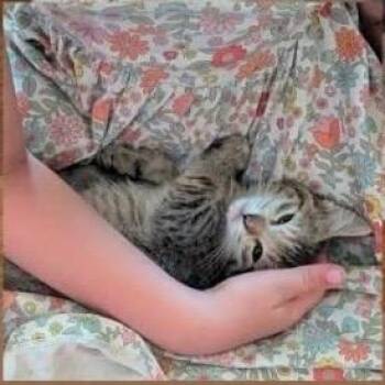 Poppy -  Domestic Short Hair Cat for Adoption in Orangevale, California - Poppy | PetCurious