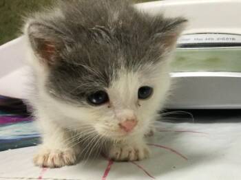 HANK -  Domestic Short Hair Cat for Adoption in Riverside, California - HANK | PetCurious