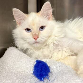 Milky -  Domestic Long Hair Cat for Adoption in Palm Springs, California - Milky | PetCurious