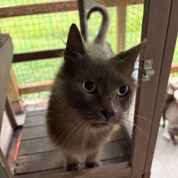 Greta -  Domestic Long Hair Cat for Adoption in Muncie, Indiana - Greta | PetCurious