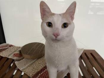Kitty -  Domestic Short Hair Cat for Adoption in Fort Worth, Texas - Kitty | PetCurious