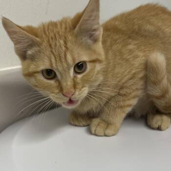 Sharky -  Domestic Short Hair Cat for Adoption in St. Louis, Missouri - Sharky | PetCurious