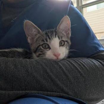 Tucker -  Domestic Short Hair Cat for Adoption in Liverpool, Texas - Tucker | PetCurious