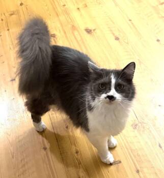 Sammy -  Domestic Short Hair Cat for Adoption in Albemarle, North Carolina - Sammy | PetCurious