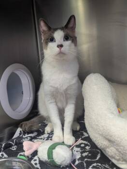 Duck Duck and Swan -  Domestic Short Hair Cat Available for Adoption in Waltham, Massachusetts - Duck Duck And Swan | PetCurious