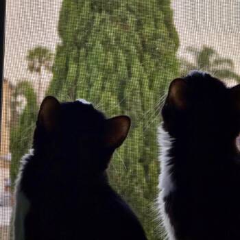 Indra -  Domestic Medium Hair Cat for Adoption in Tustin, California - Indra | PetCurious