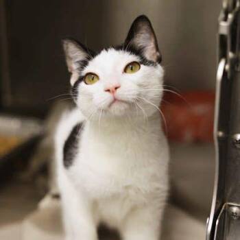 Moo-Cow -  Domestic Short Hair Cat for Adoption in Atlanta, Georgia - Moo-Cow | PetCurious