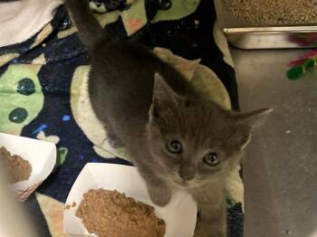 Domestic Short Hair Cats Available for Adoption in Tustin, California - MISO | PetCurious