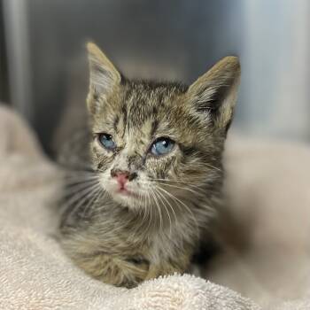 Rescue Domestic Short Hair Cats for Adoption in Palm Springs, California - Oscar | PetCurious