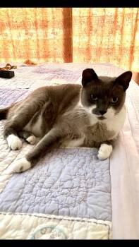 Piper -  Domestic Short Hair Cat for Adoption in South Pasadena, California - Piper | PetCurious