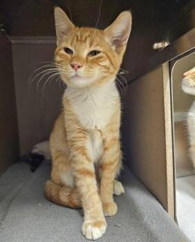 Rescue Domestic Short Hair Cats for Adoption in Clyde, North Carolina - MUMMRA | PetCurious
