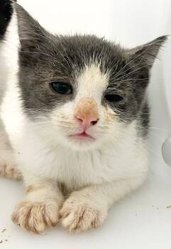 Domestic Short Hair Cats Available for Adoption - Selkie | PetCurious