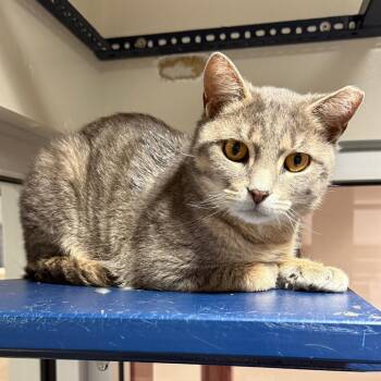 Peanut -  Domestic Short Hair Cat Available for Adoption in Fairport, New York - Peanut | PetCurious
