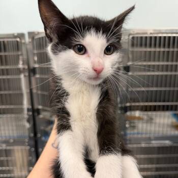 Domestic Short Hair Cats Available for Adoption in Greensboro, North Carolina - Rosetta | PetCurious