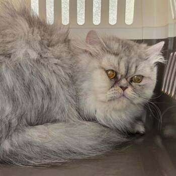 Persian Cats Available for Adoption - Owl | PetCurious