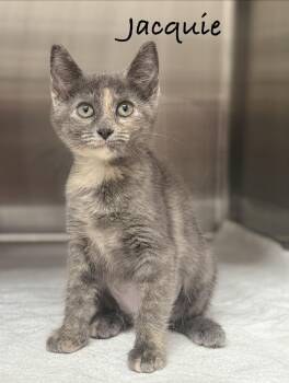 Jacquie -  Domestic Short Hair Cat for Adoption in Pawleys Island, South Carolina - Jacquie | PetCurious