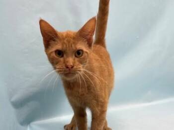 Lucy -  Domestic Short Hair Cat for Adoption in Minneapolis, Minnesota - Lucy | PetCurious