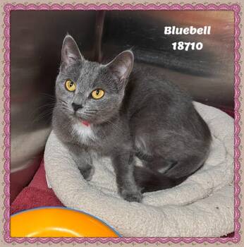 Domestic Short Hair and Russian Blue Cats Available for Adoption in Marietta, Georgia - BLUEBELL | PetCurious