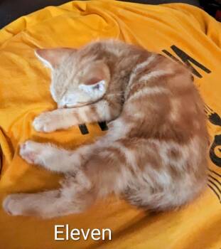 Eleven -  Domestic Short Hair Cat Available for Adoption in Binghamton, New York - Eleven | PetCurious