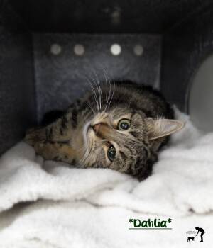 Rescue Domestic Short Hair Cats for Adoption in Centerville, Utah - Dahlia | PetCurious