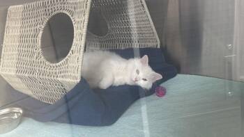Roxy -  Domestic Long Hair Cat for Adoption in Kimberlin Heights, Tennessee - Roxy | PetCurious