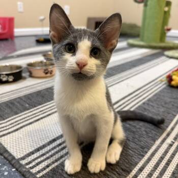 Jimbo -  Domestic Short Hair Cat for Adoption in Roswell, Georgia - Jimbo | PetCurious