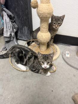 Guinness and Modelo -  Domestic Short Hair Cat for Adoption in Worcester, Massachusetts - Guinness And Modelo | PetCurious