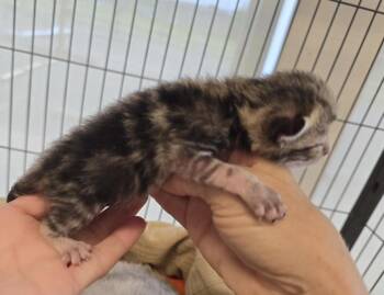 Guinness -  Domestic Short Hair Cat for Adoption in Dickson, Tennessee - Guinness | PetCurious