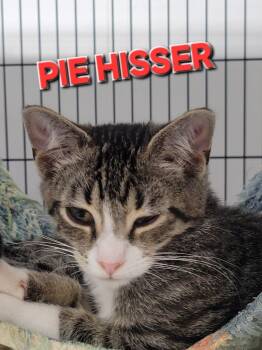 Rescue Domestic Short Hair Cats for Adoption in Rome, Georgia - Pie Hisser | PetCurious