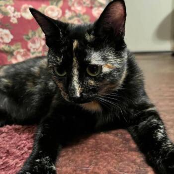Seymora -  Domestic Short Hair Cat for Adoption in Cincinnati, Ohio - Seymora | PetCurious