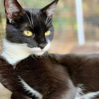 Daisy -  Domestic Short Hair Cat for Adoption in Long Beach, California - Daisy | PetCurious