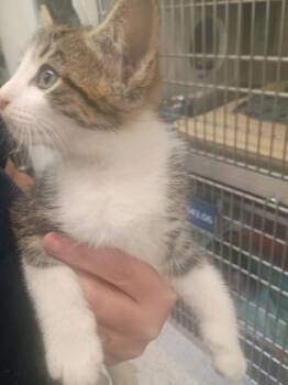 Leigh -  Domestic Short Hair Cat for Adoption in Atlanta, Georgia - Leigh | PetCurious