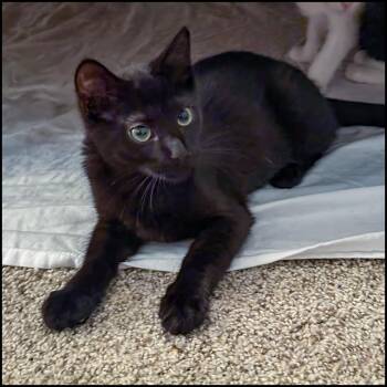 Domestic Short Hair Cats Available for Adoption in Roswell, Georgia - Cup Of Joe | PetCurious