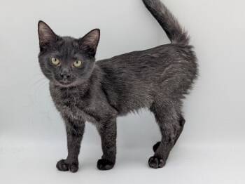 Mango Monsoon -  Domestic Short Hair Cat for Adoption in Powell, Ohio - Mango Monsoon | PetCurious