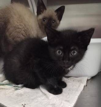 Domestic Short Hair Cats Available for Adoption in Athens, Tennessee - Cowboy Curtis | PetCurious