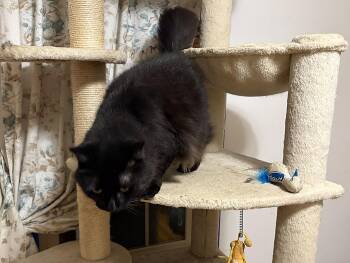 Rayven -  Domestic Medium Hair Cat for Adoption in Walled Lake, Michigan - Rayven | PetCurious