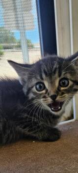 Corral kitten 3 -  Domestic Medium Hair Cat for Adoption in Green River, Wyoming - Corral Kitten 3 | PetCurious