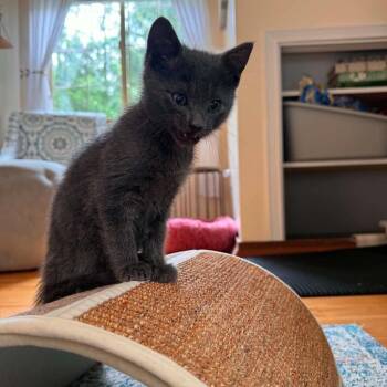 Kitten 1_2_3 -  Domestic Short Hair Cat for Adoption in Maple Falls, Washington - Kitten 1_2_3 | PetCurious