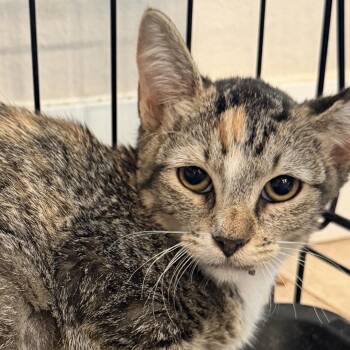 Shania -  Domestic Short Hair Cat for Adoption in Midland, Texas - Shania | PetCurious