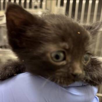 Menace -  Domestic Short Hair Cat for Adoption in Grantsville, Utah - Menace | PetCurious