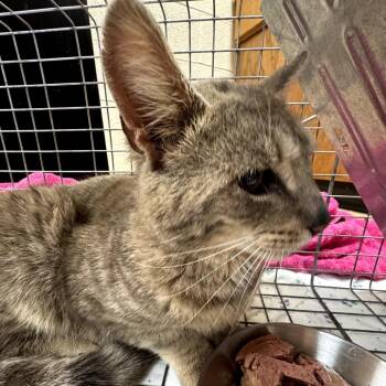 Domestic Short Hair Cats Available for Adoption in Ringtown, Pennsylvania - Lil Weirdo | PetCurious