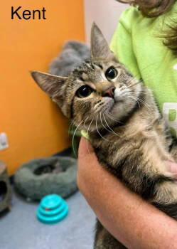 Rescue Tabby Cats for Adoption in St. George, Utah - Kent | PetCurious