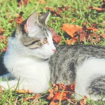 Rescue Tabby Cats for Adoption in Southern Pines, North Carolina - Luna Lovegood | PetCurious