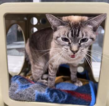 Thompkins -  Siamese Cat for Adoption in Fort Lupton, Colorado - Thompkins | PetCurious