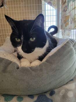 Domestic Short Hair Cats Available for Adoption - Macaroni (aka Bella) | PetCurious