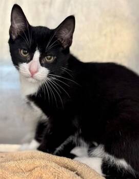 CHIPPY -  Domestic Short Hair Cat for Adoption in York, South Carolina - CHIPPY | PetCurious