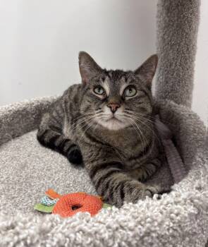 Domestic Short Hair Cats Available for Adoption - Allie | PetCurious